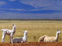 Llamas - Trekking Adventure to Atacama, Quebrada de Humahuaca & Patagonia, trekking with Patagonia Adventure Trip at Chile and Argentina