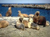 Sea lions at Peninsula Valdes - Patagonia Adventure Trip